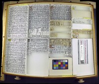 Media resource of Malloewia abdominalis