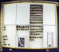 Media resource of Bombus huntii