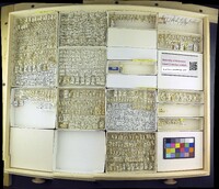 Media resource of Meromyza americana