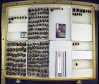 Media resource of Bombus hypnorum