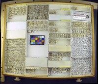 Media resource of Opetiophora straminea