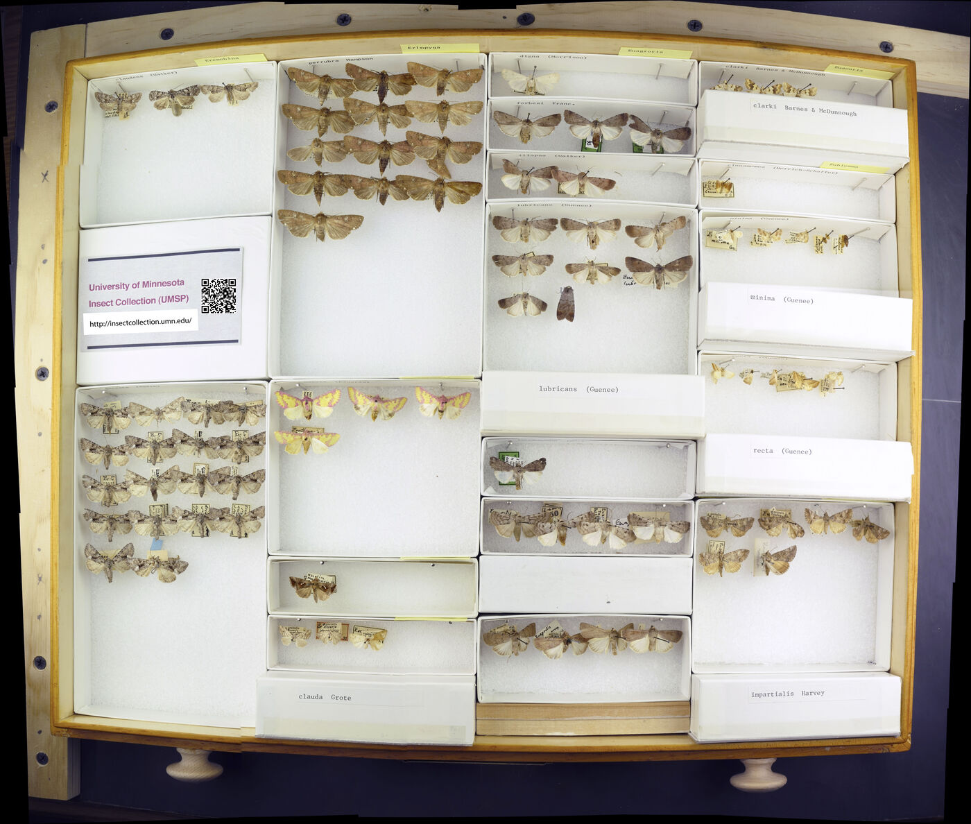 Eremobina claudens image