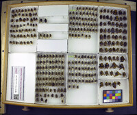 Media resource of Bombus melanopygus