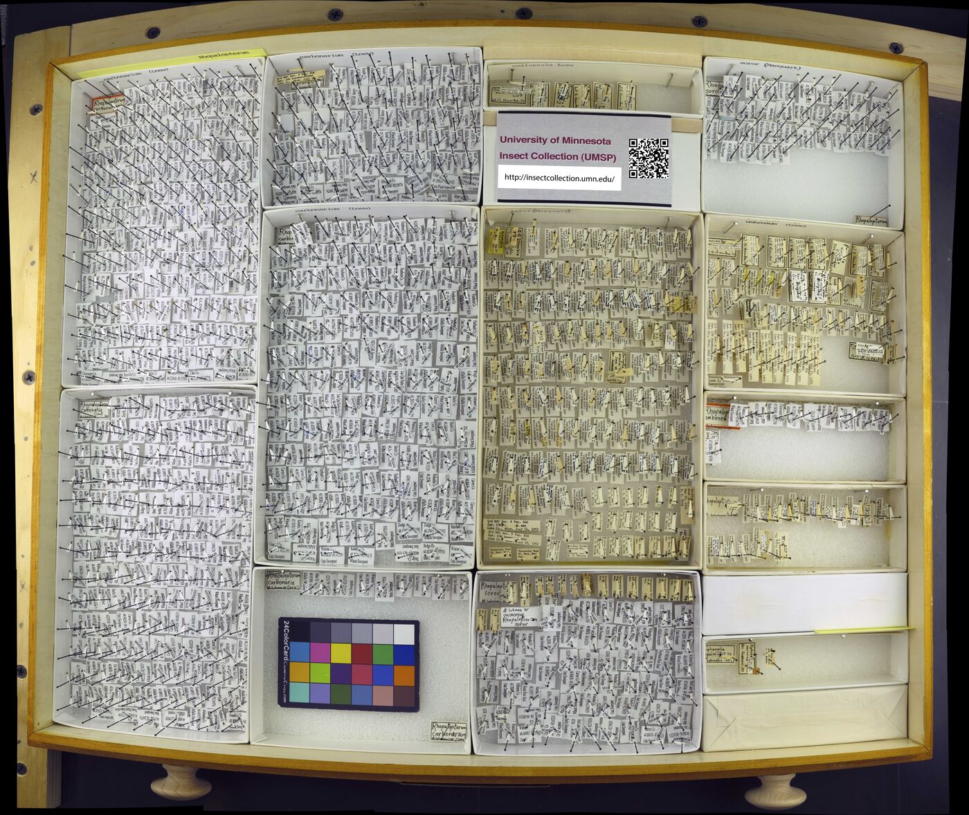 Rhopalopterum carbonarium image