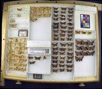 Media resource of Eucarta arcta