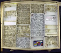 Media resource of Thaumatomyia annulata