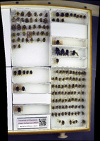 Bombus perplexus image