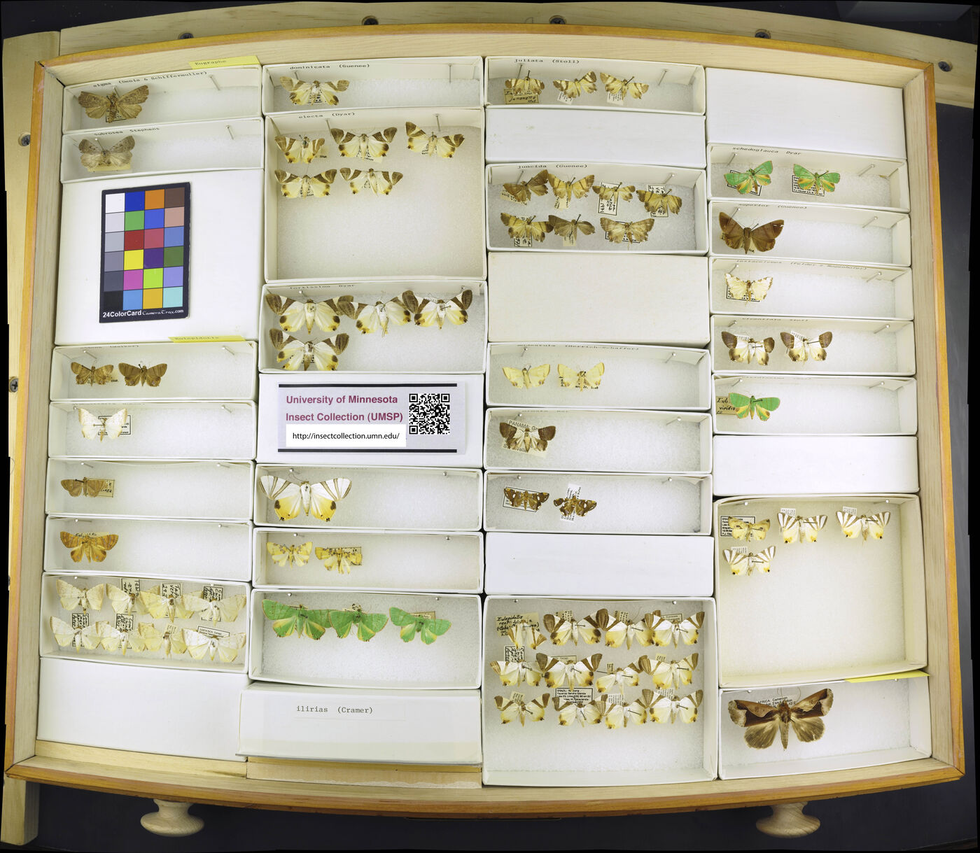 Eugraphe sigma image