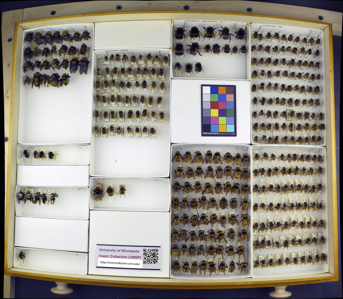 Bombus sonorus image