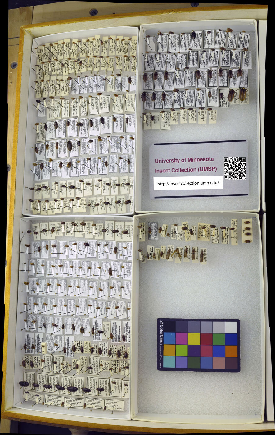 Ptilodactylidae image