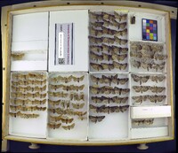 Media resource of Eurois astricta