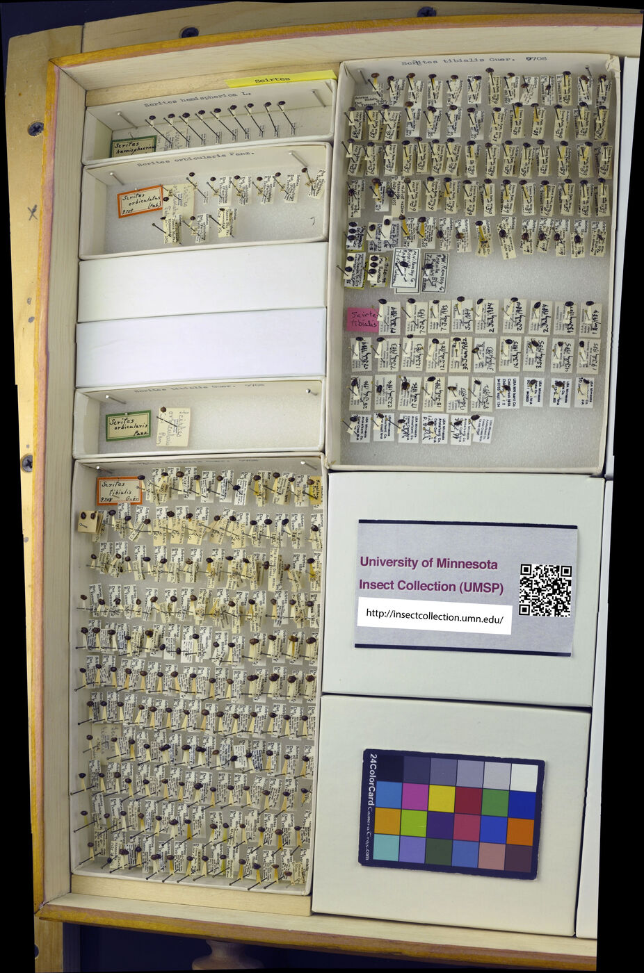 Scirtes hemisphaericus image