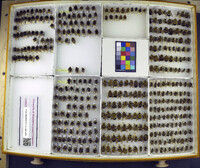 Media resource of Bombus variabilis