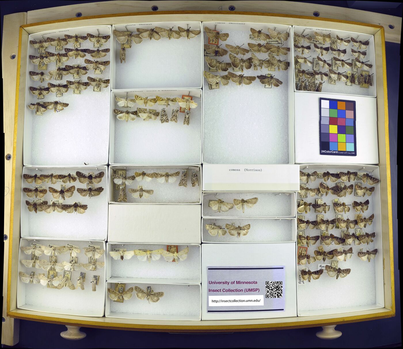 Euxoa campestris image