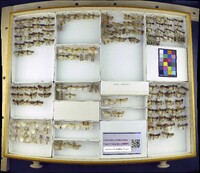 Media resource of Euxoa campestris