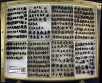 Media resource of Bombus vosnesenskii