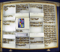 Media resource of Euxoa fumalis