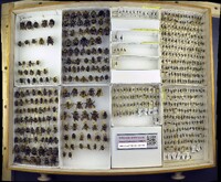 Media resource of Ceratina acantha