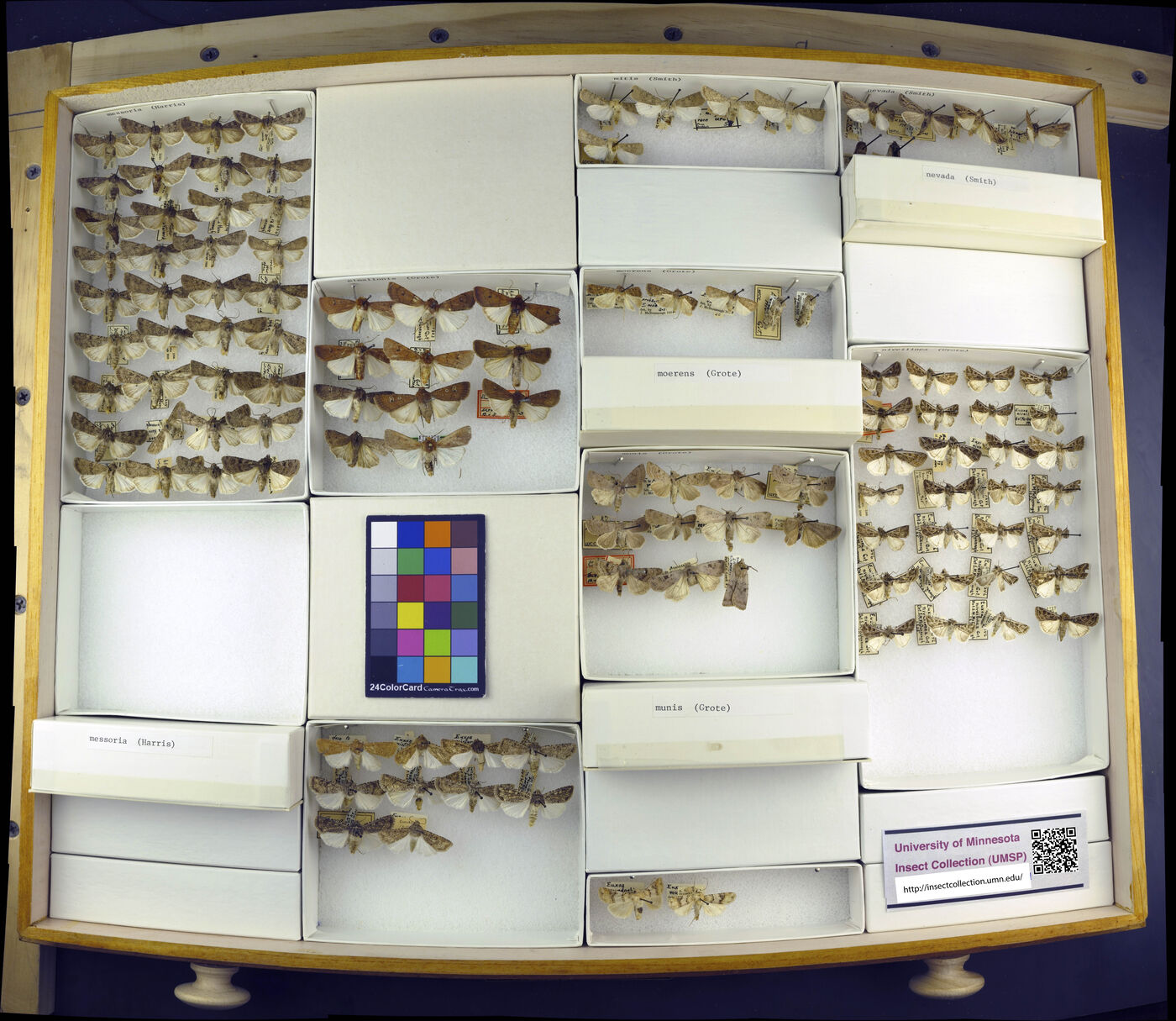 Euxoa messoria image