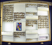 Media resource of Euxoa messoria