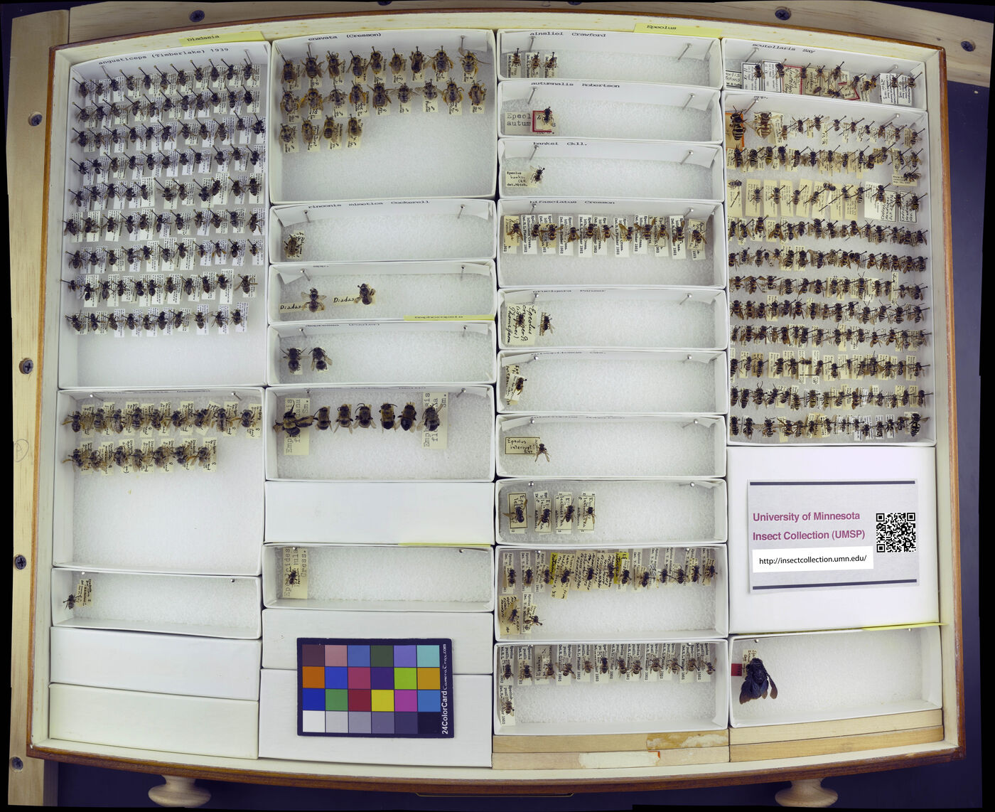 Epeolus ainsliei image