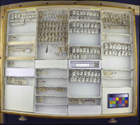 Media resource of Anthrenus flavipes