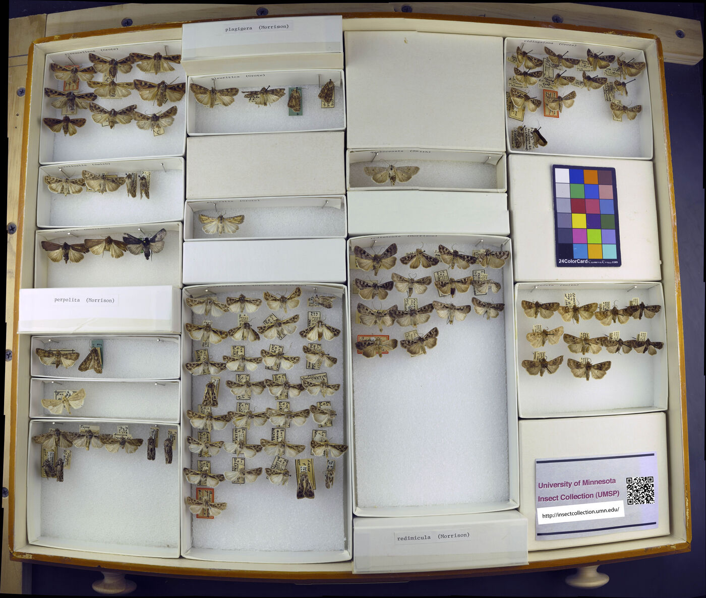 Euxoa perexcellens image