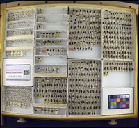 Media resource of Dermestes ater