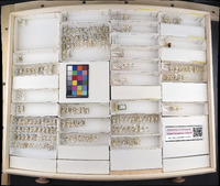 Media resource of Colladonus arcanus