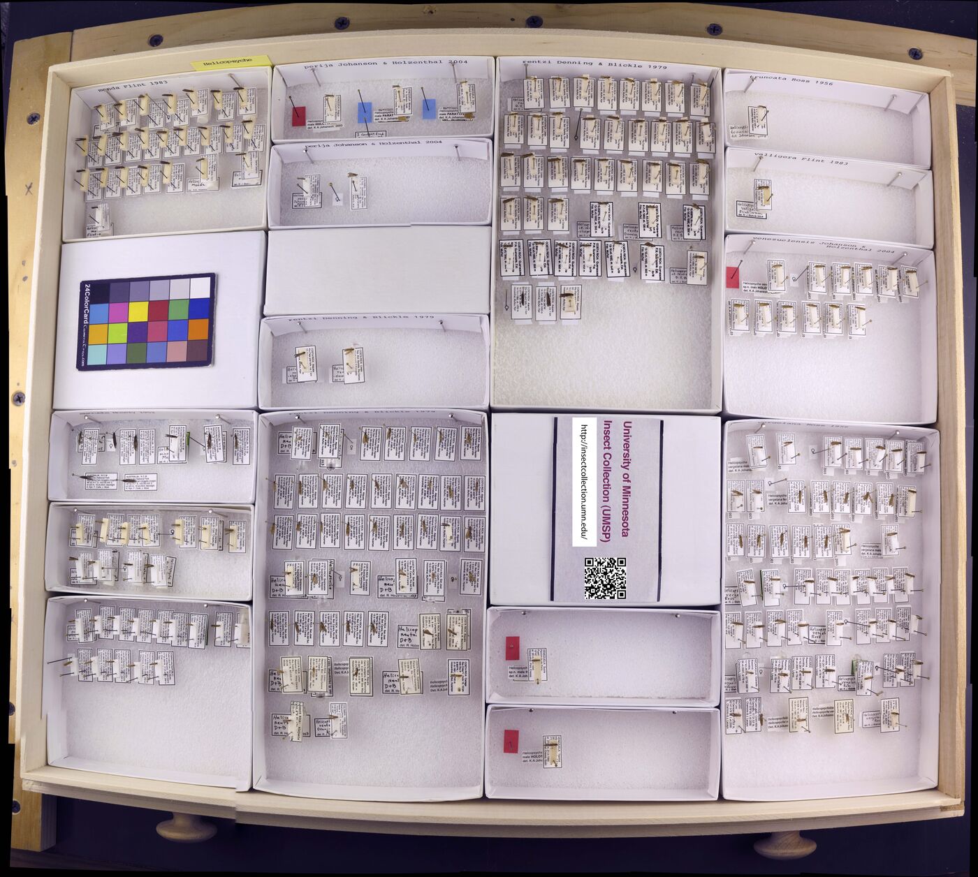 Helicopsyche monda image