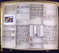 Media resource of Helicopsyche monda