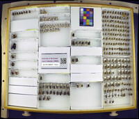 Media resource of Florilegus condignus