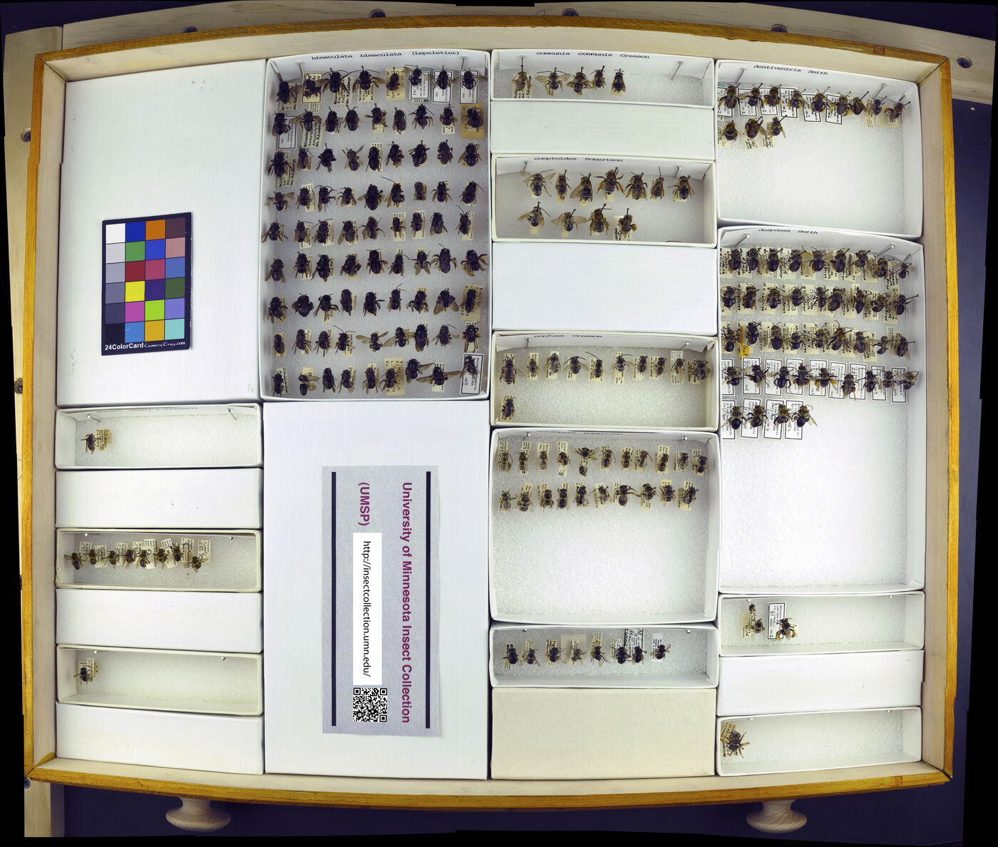 Melissodes bimaculatus image