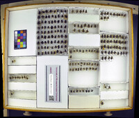 Media resource of Melissodes bimaculatus