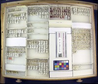 Media resource of Trogoderma granarium