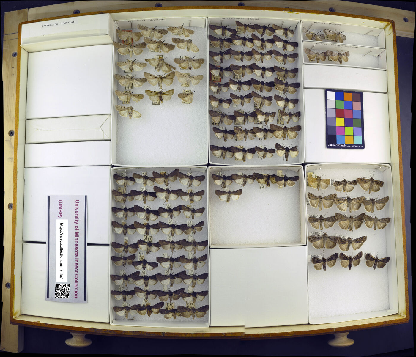 Euxoa tristicula image