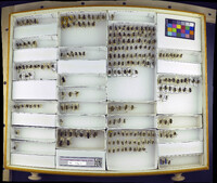 Media resource of Melissodes glenwoodensis