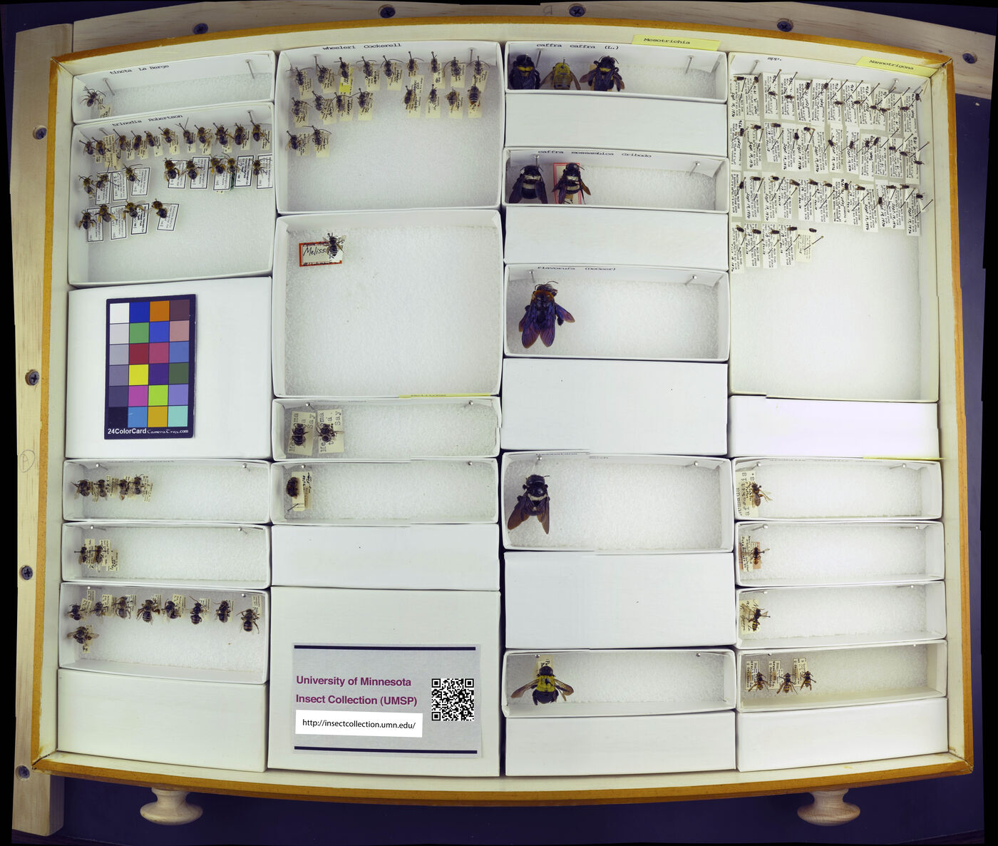 Xylocopa caffra image