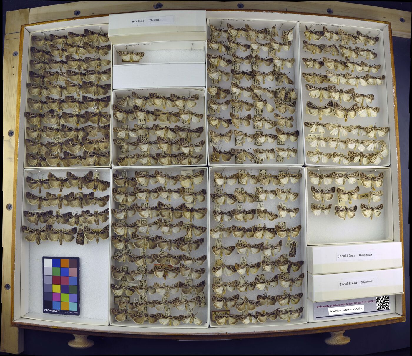 Feltia herilis image