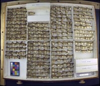 Media resource of Feltia herilis