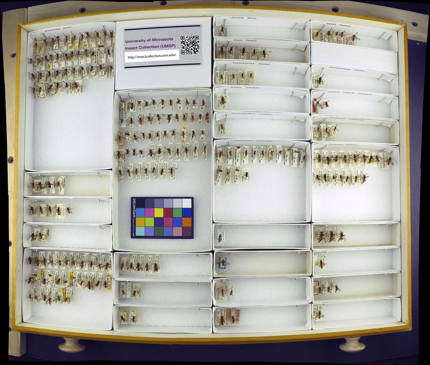 Nomada articulata image