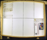 Media resource of Nycteus infumatus