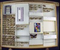 Media resource of Feltia jaculifera