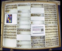 Media resource of Nomada obliterata