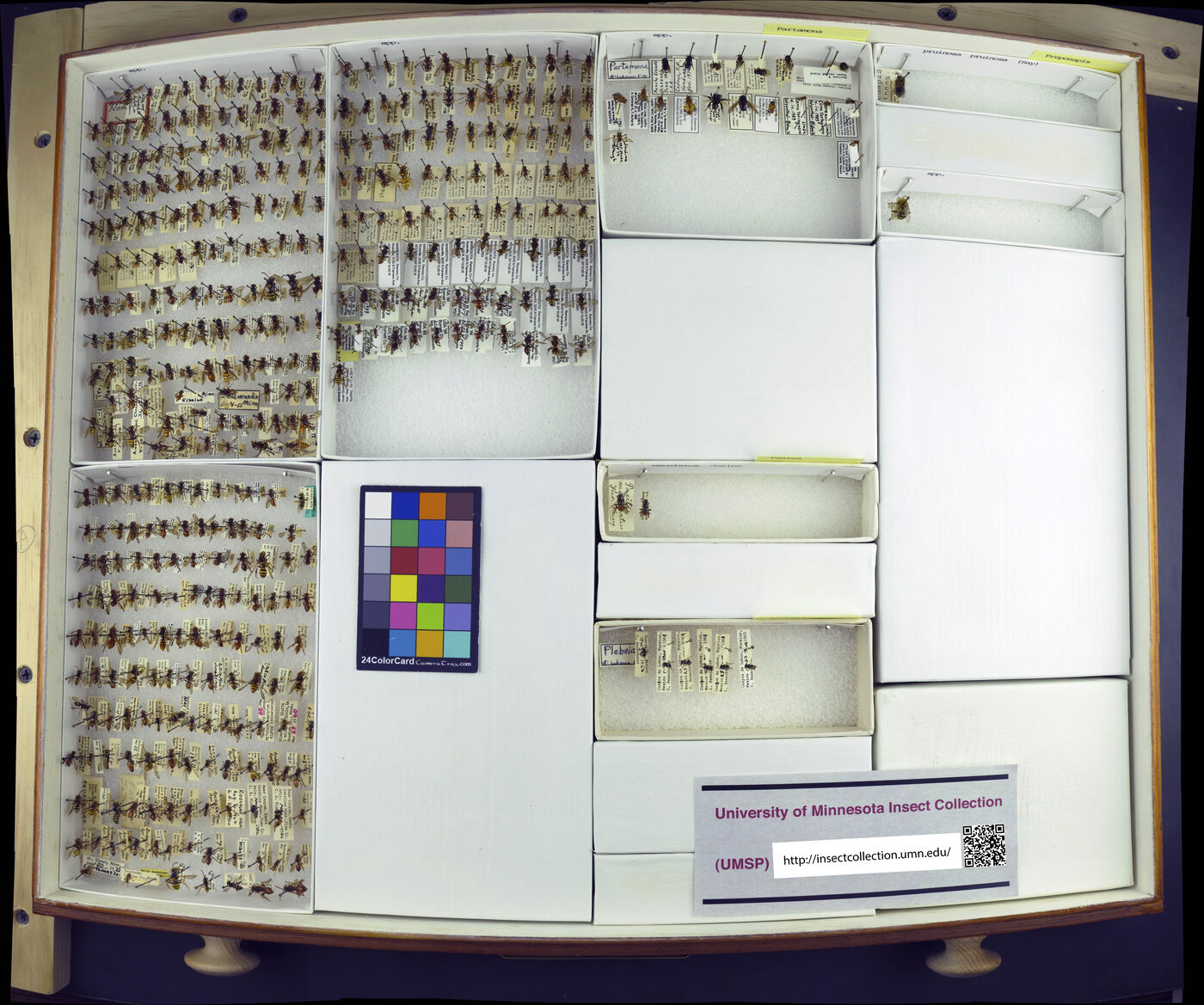 Peponapis pruinosa image