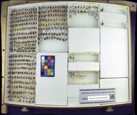 Media resource of Peponapis pruinosa