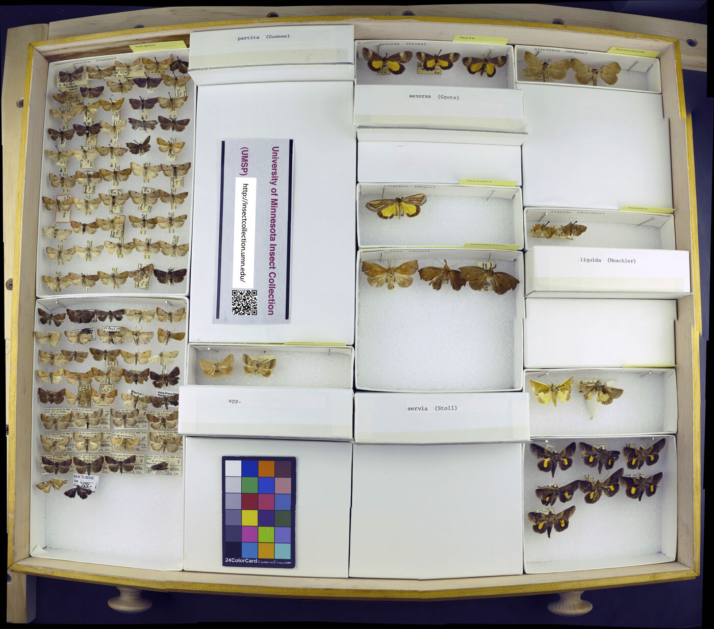 Galgula partita image