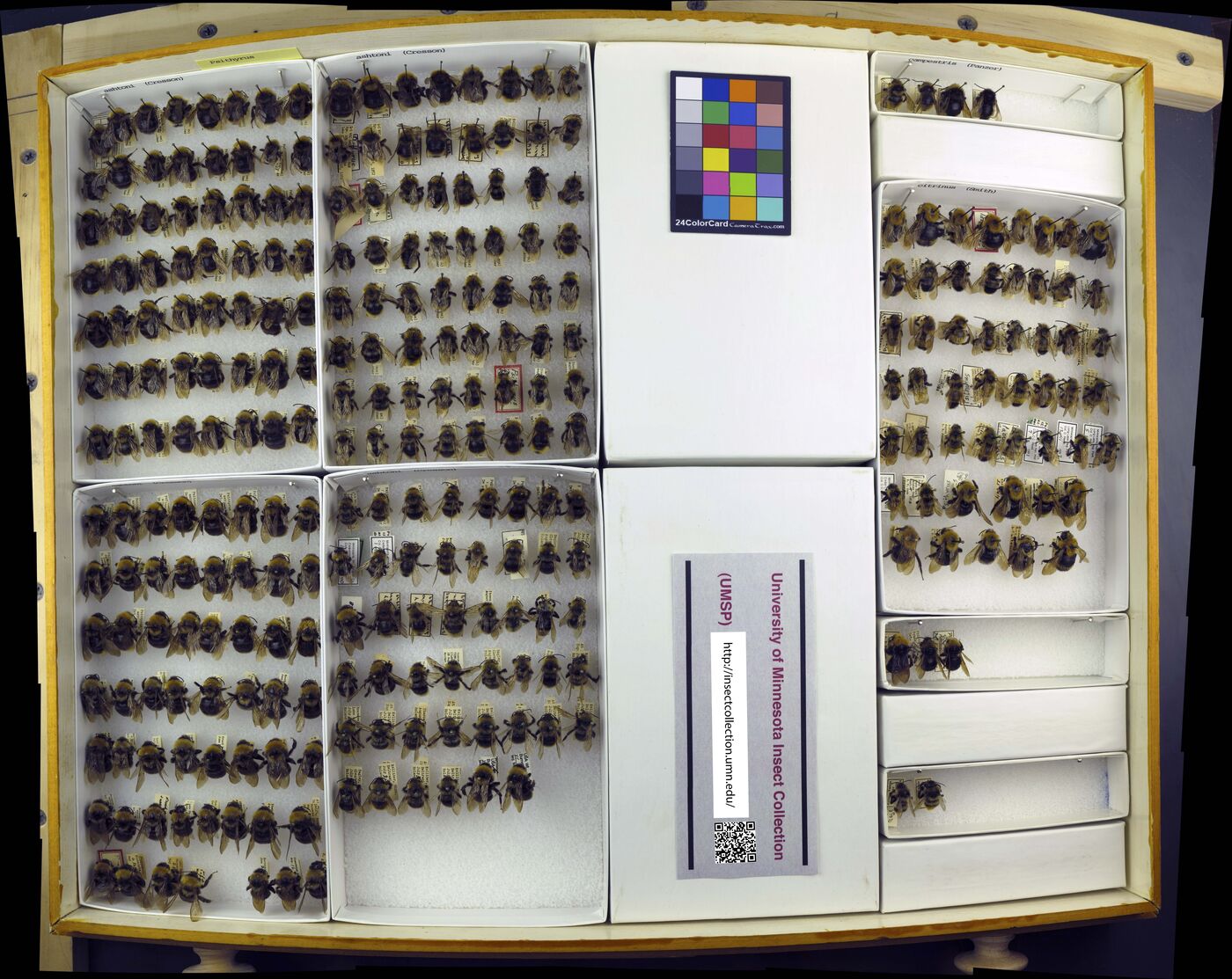 Bombus ashtoni image