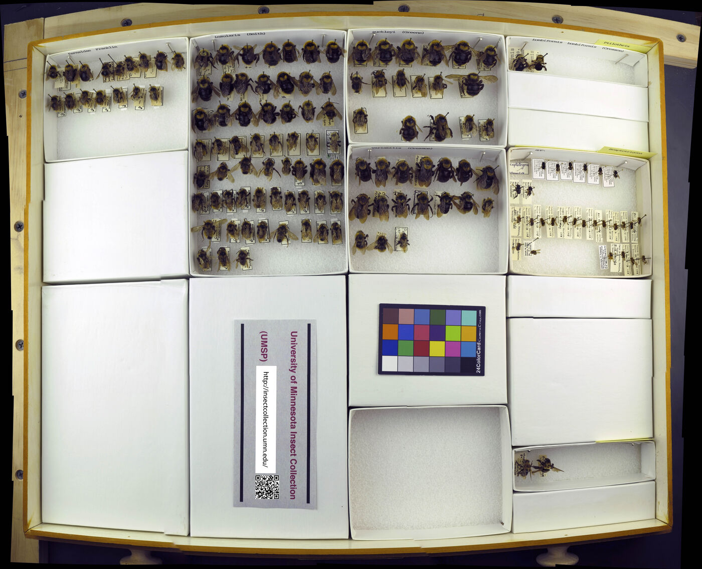 Ptilothrix bombiformis image