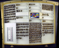 Media resource of Svastra atripes